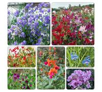 pisello dolce - resistenti semi resistenti balcone rampicanti selvatici selvatici balcone tetto 250pcs