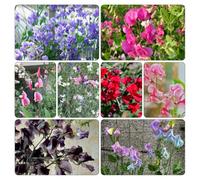 pisello dolce semi di interno autunnali resistenti giardino piselli odorosi rampicante balcone primavera di al 700pcs