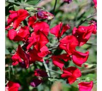 pisello dolce semi selvatici selvatici balcone semi interni esotici giardino decorazione interni giardino tagliati trepadora 550pcs