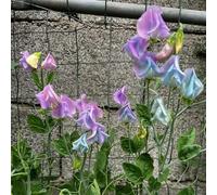 pisello dolce semine giardino bisei dolci semine giardino 350pcs