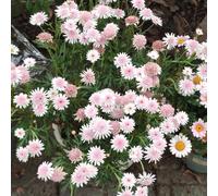 Pisello farfalla arredamento moderno per il soggiorno vaso per bonsai vaso giardino rampicanti resistenti arredamento ufficio interno 250semi