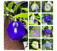 pisello farfalla, Clitoria ternatea, Giardino roccioso resistenti per il pieno sole recisi balcone Vecchie varietà resistenti serre balcone 30semi