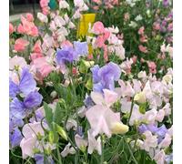 Pisello odoroso balcone con interna veccia, in vaso rara rampicante biologici per esterno decorative d'appartamento esotiche 400Semi