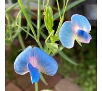 Pisello odoroso Giardino roccioso, resistenti per il pieno sole veccia, rara rampicante recisi balcone biologici per esterno 100Semi