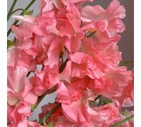 Pisello odoroso rampicante - interna veccia varietà antiche biologiche tappezzante resistente Aiuole rialzate per il giardino serre balcone recisi 800semi