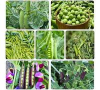 pisello piselli semi biologici decorazione giardino semi di varietà tradizionali interni saporoso cucina 250pcs
