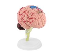 Pissente Strumento Didattico per Modello Anatomico del Cervello Umano, Parti Smontate con Base Robusta per l'educazione del Paziente Nello Studio Neurologico