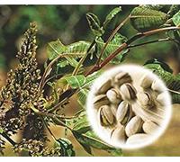 PISTACCHIO (Pistacia vera L.) - SEMI