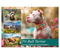 Pit Bull Terrier. Zwischen Wildblumen und Großstadtglanz (Wandkalender 2026 DIN A2 quer), CALVENDO Monatskalender: Farbenfrohen Bilder von tollen Hunden voller Fröhlichkeit und Schönheit