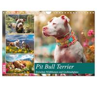 Pit Bull Terrier. Zwischen Wildblumen und Großstadtglanz (Wandkalender 2026 DIN A4 quer), CALVENDO Monatskalender: Farbenfrohen Bilder von tollen Hunden voller Fröhlichkeit und Schönheit