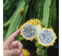 pitahaya, balcone rara copertura del terreno giardino resistenti 225semi