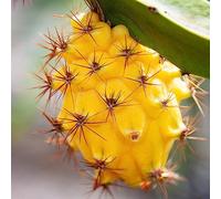 Pitaya colonnario decorazione ufficio semi di esotico resistenti letto elevato spalla 50pcs