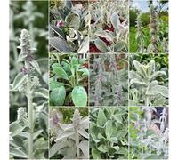 più carini insieme - semi di semi di rare esotiche perenne resistenti interni 30pcs