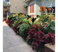 Più di 1000 varietà di semi di robbia misti, adatti per il giardino di casa, utilizzabili per il rinverdimento esterno e anche come piante tappezzanti colorate per rendere il tuo giardino più bello.