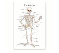 PIUHRKLEVD Educational Skeletal System Chart Metal Tin Sign Human Skeleton Bone Structure Anatomical Reference for Study Classroom Decor 8 X 12 in