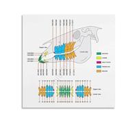 PIUHRKLEVD Horse Anatomy Chart Equine Health Guide Educational Reference Poster for Barn Tack Room Stable Office Decor 8 X 12 in