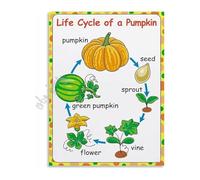 PIUHRKLEVD Pumpkin Life Cycle Chart Educational Biology Poster Science Wall-Art for Fall Decor Classroom or Homeschool Room(Unframed,12x18inch(30x45cm))