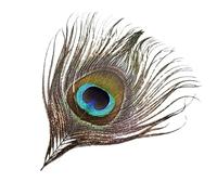 Piume di pavone, Confezione da 20 pezzi di piume di pavone multicolori for gioielli fai da te, artigianato, decorazioni for matrimoni(Blue)