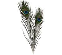 Piume di pavone, L: 25-30 cm, 10 pezzi