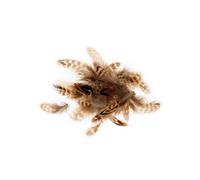 Piume tigrate - ARTEMIO - 3-6 cm - 3 g - Decorazioni etniche - Scrapbooking