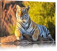 Pixxprint Orgogliosa Tigre Stampa su Tela 80x60 cm Artistica murale