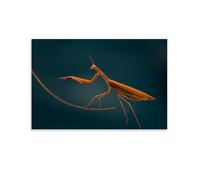 PIZKEEP Mantis Boxing Kung Fu Animal Poster dipinto 20 x 30 pollici (50 x 75 cm)
