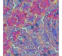Placenta (Vinyl Placental Purple) - Carlos Nino And Friends (Vinile)