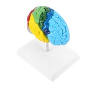 PLAFOPE modello cerebrale modello anatomico anatomia della testa