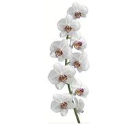 plage 152596 - Foglio Adesivo in Vinile, 24 x 68 cm, Colore: Bianco
