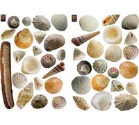 PLAGE 157104 Adesivi murali - Stickers-Conchiglie, 2 Fogli, 29,7 x 21 cm