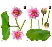 Plage 157123 Adesivi murali - Stickers-Fiori di Loto, 2 Fogli, 29,7 x 21 cm