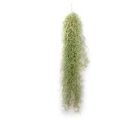 PLANDAIRE - Piante Tillandsia Usneoides - Tillandsias Capelli di Fata - Garofano Pianta - Pianta Figlia del Vento - Piante Senza Terra - Muschio Vero (1, 50-60 cm)