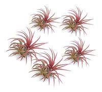 PLANDAIRE - Piante Tillandsia Vera Sospesa Ionantha Rosa - Piante Aeree Vive Colore Rosso Intenso - Pianta Figlia del Vento Pianta Vera Da Interno - Air Plant - Piante da Casa tillandsias Red (5)