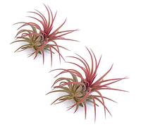 PLANDAIRE - Piante Tillandsia Vera Sospesa Ionantha Rosa - Piante Aeree Vive Colore Rosso Intenso - Pianta Figlia del Vento Pianta Vera Da Interno - Air Plant - Piante da Casa tillandsias Red (2)