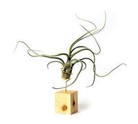 PLANDAIRE Piante Tillandsia Vera Sospesa Pseudobaileyi con Supporto - Piante Aeree Vive - Pianta Figlia del Vento Pianta Vera da Interno - Air Plant - Piante da Casa Piante d'Aria (Legno di Pino)