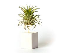 PLANDAIRE - Piante Tillandsia Vera Sospesa Rubra con Supporto - Piante Aeree Vive - Pianta Figlia del Vento Pianta Vera da Interno - Air Plant - Piante da Casa Piante d'Aria (Bianco)