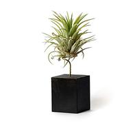 PLANDAIRE - Piante Tillandsia Vera Sospesa Rubra con Supporto - Piante Aeree Vive - Pianta Figlia del Vento Pianta Vera da Interno - Air Plant - Piante da Casa Piante d'Aria (Nero)