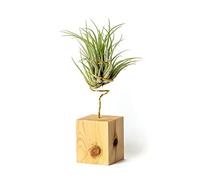 PLANDAIRE Piante Tillandsia Vera Sospesa Scaposa con Supporto - Piante Aeree Vive - Pianta Figlia del Vento Pianta Vera da Interno - Air Plant - Piante da Casa Piante d'Aria (Legno Di Pino)