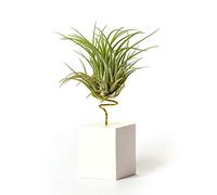 PLANDAIRE Piante Tillandsia Vera Sospesa Scaposa con Supporto - Piante Aeree Vive - Pianta Figlia del Vento Pianta Vera da Interno - Air Plant - Piante da Casa Piante d'Aria (Bianco)