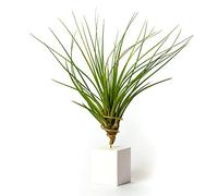 PLANDAIRE Piante Tillandsia Vera Sospesa Tricolor con Supporto - Piante Aeree Vive - Pianta Figlia del Vento Pianta Vera da Interno - Air Plant - Piante da Casa Piante d'Aria (Bianco)