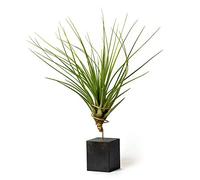 PLANDAIRE Piante Tillandsia Vera Sospesa Tricolor con Supporto - Piante Aeree Vive - Pianta Figlia del Vento Pianta Vera da Interno - Air Plant - Piante da Casa Piante d'Aria (Nero)