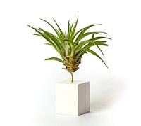 PLANDAIRE Piante Tillandsia Vera Sospesa Velutina con Supporto - Piante Aeree Vive - Pianta Figlia del Vento Pianta Vera da Interno - Air Plant - Piante da Casa Piante d'Aria (Bianco)