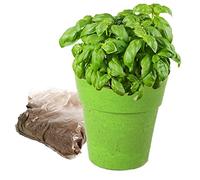 PLANETE PLANTE - Vaso biodegradabile e Seme da Piantare - Kit da Giardinaggio - 170036 - Bambù - Giardino - Natura - Pianta - Fiori - Gioco per Bambini - A partire dai 4 anni