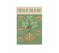 Plant Cell Diagram Biology Science Educational Wall Art Labeled Chart for Classroom School Lab Homeschool Decor(Unframed,12X18inch(30X45cm))