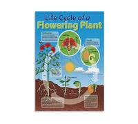 Plant Growth Cycle Poster Biology Science Educational Canvas Wall Art for Study Room Classroom Decor(Framed,16X24inch(40X60cm))
