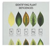 Plant Health Poster Garden Nutrient Guide for Leaf Symptoms