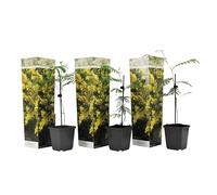Plant in a Box - Acacia dealbata Mimosa - Set di 3 - Vaso 9cm - Altezza 25-40cm