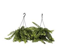 Plant in a Box - Aeschynantus Twister - Set di 2 - Speciale pianta ricadente con lunghi viticci verdi - Pianta da appartamento con fiori rossi - Vaso 15cm - Altezza 20-30cm