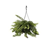 Plant in a Box - Aeschynantus Twister - Speciale pianta ricadente con lunghi viticci verdi - Pianta da appartamento con fiori rossi - Vaso 15cm - Altezza 20-30cm