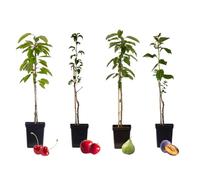 Plant in a Box - Alberi da frutto - Set di 4 - Melo, Ciliegio, Pero e Susino - Altezza 60-70cm - Vaso 9cm - Piante resistenti al freddo per giardino, terrazzo e balcone
